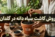روش کاشت سیاه دانه در گلدان